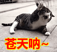 timg.gif