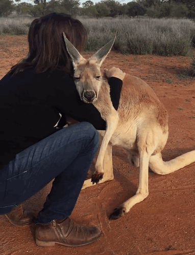 timg (5).gif
