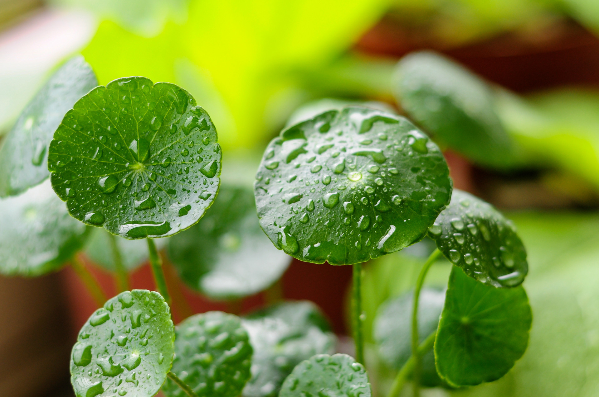 摄图网_501562840_banner_铜钱草上的水珠（企业商用）.jpg